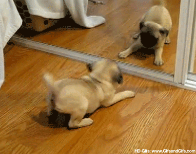 Gif of a dog